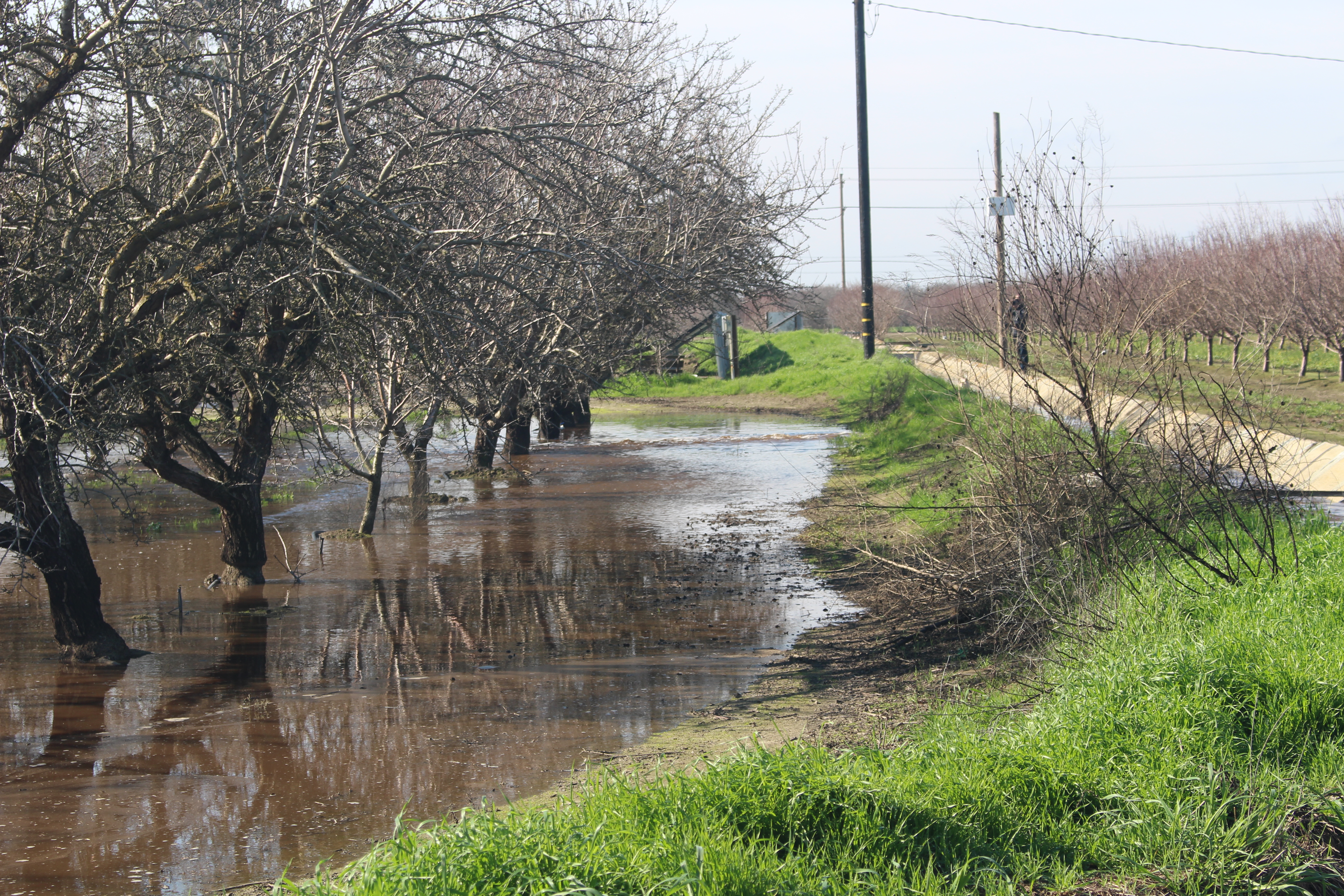Gemperle almond orchard